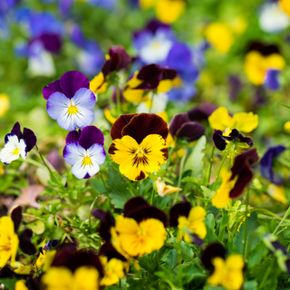 Garden border filled with mixed colour viola plants